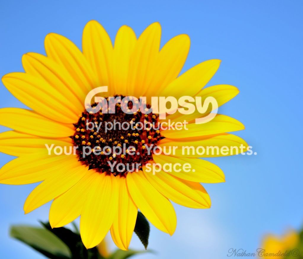 sunflower1.jpg