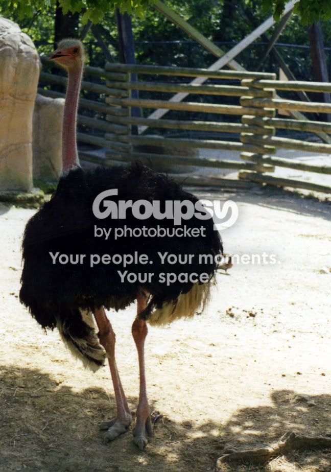 Ostrich002.jpg