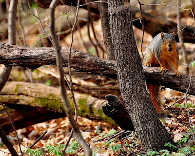 country_squirrel.jpg