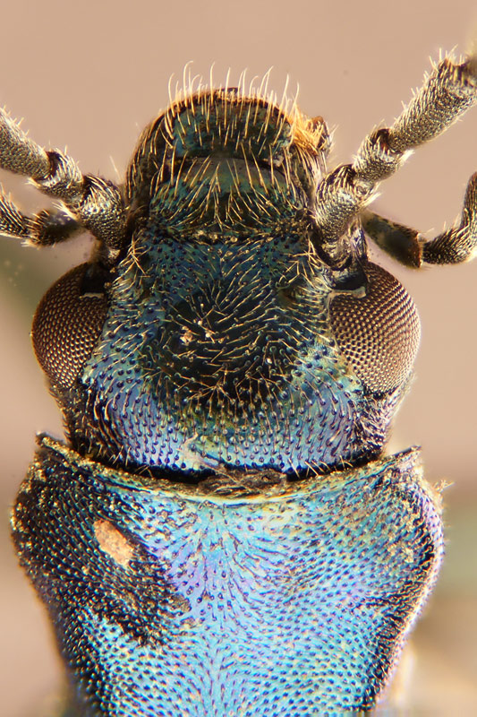 beetle_01a.jpg