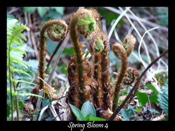 Spring_Bloom_4_by_Xeno834.png