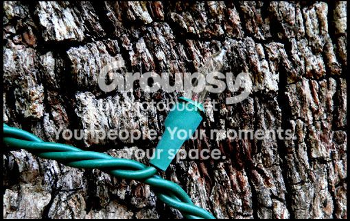 treelight.jpg