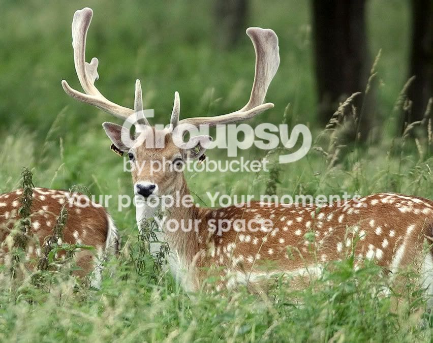 Deer2.jpg