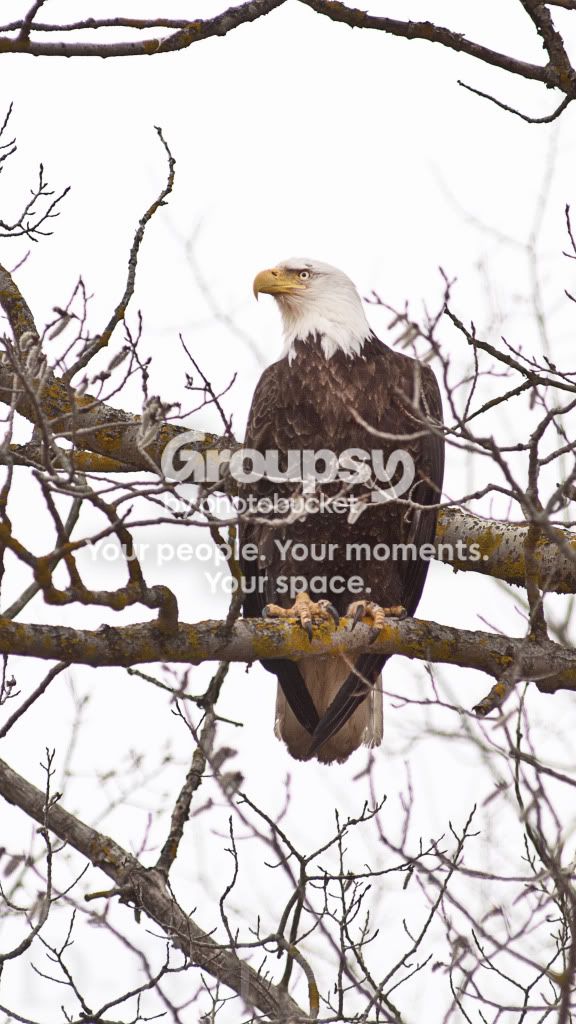 Eagle1.jpg