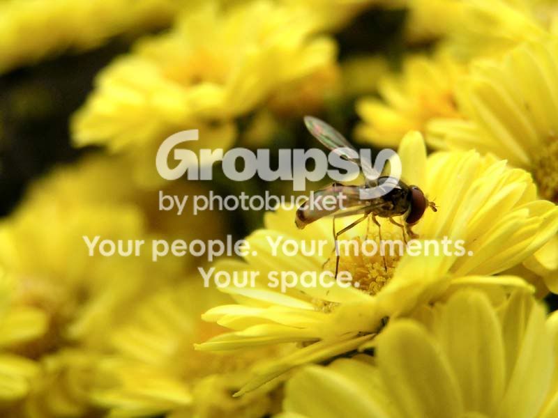 hoverfly3_web.jpg
