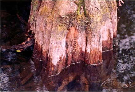 Cypress-002.jpg