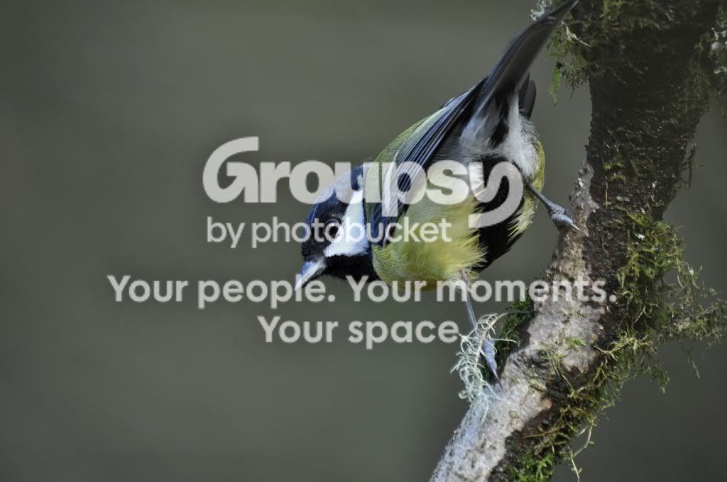 greattit.jpg
