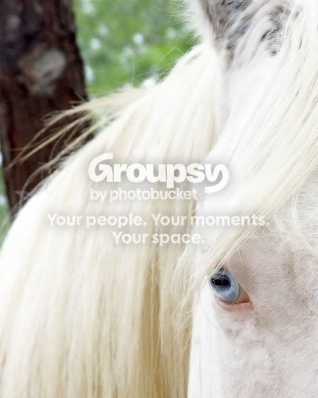 horseface.jpg