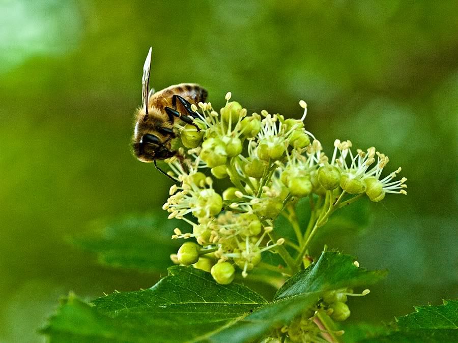 P1020649sm.jpg