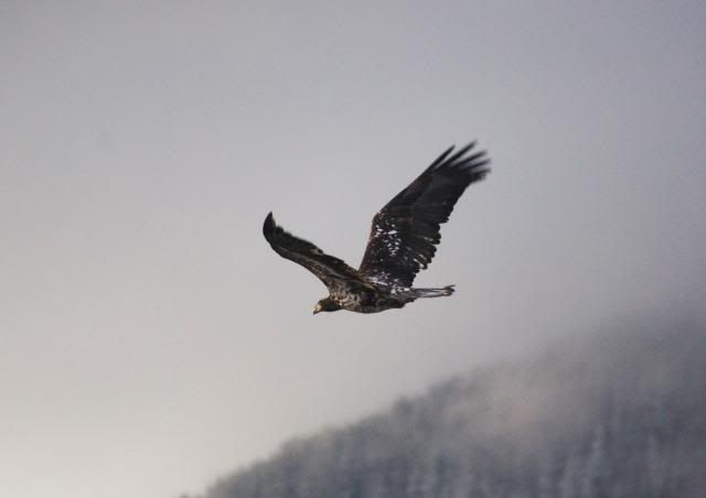 DSC_0184.jpg