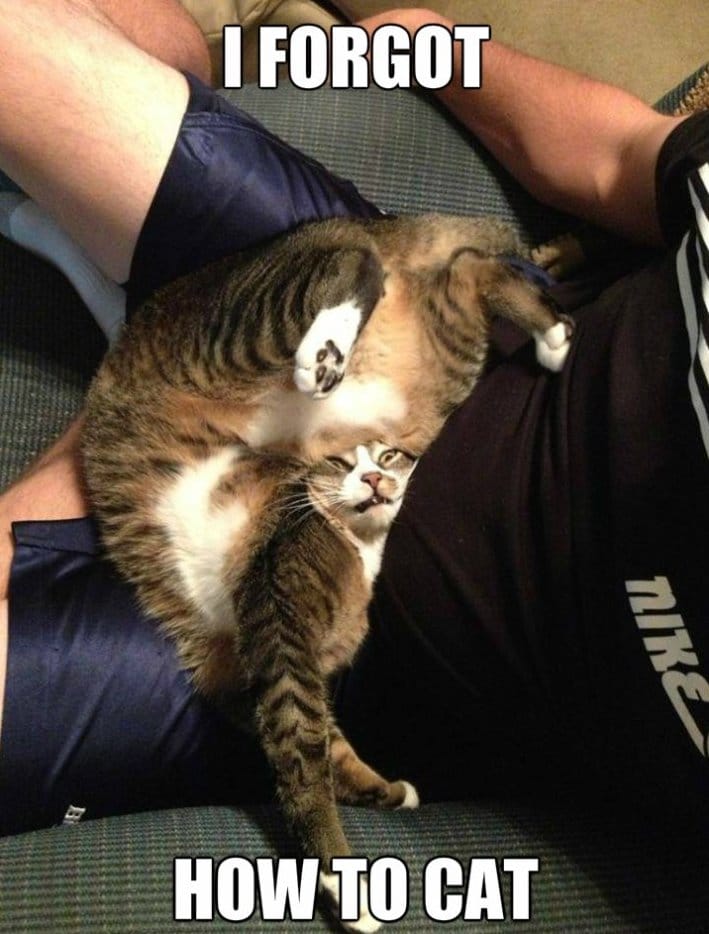 This-Cat-MEME-2014.jpg