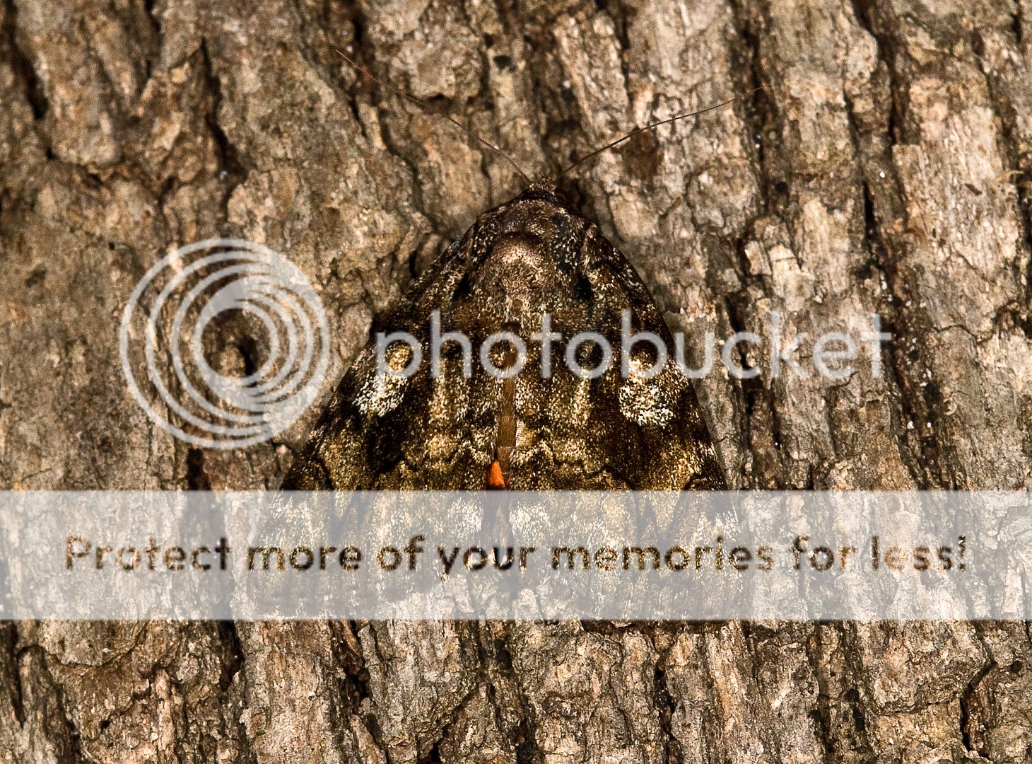 MissouriCreatures017.jpg