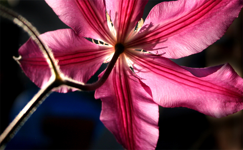 Clematis-A-UE-L.jpg