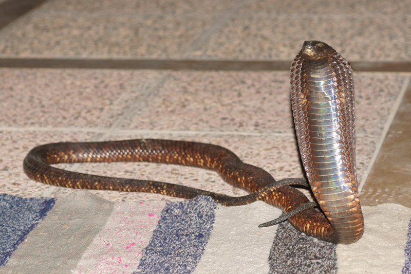 cobra_01.jpg