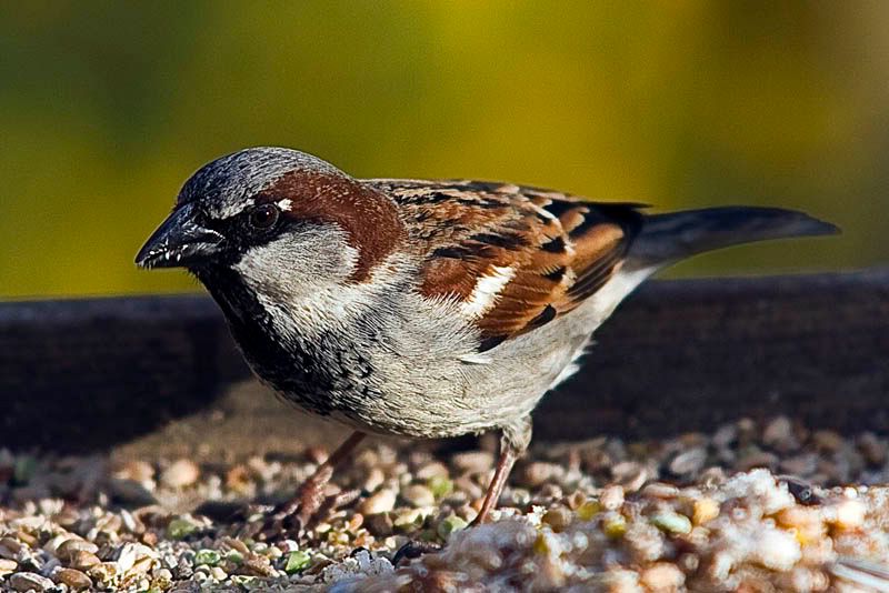 C0cksparrow.jpg