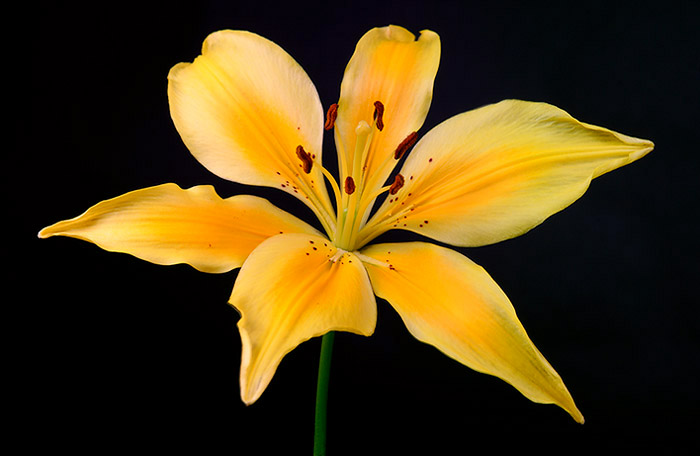 lily3x1.jpg