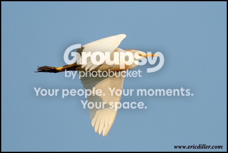 PIC_7507copy.jpg