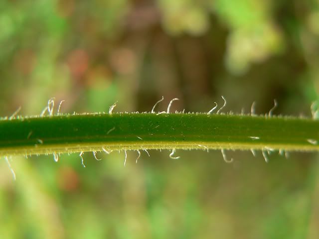 hairy.jpg
