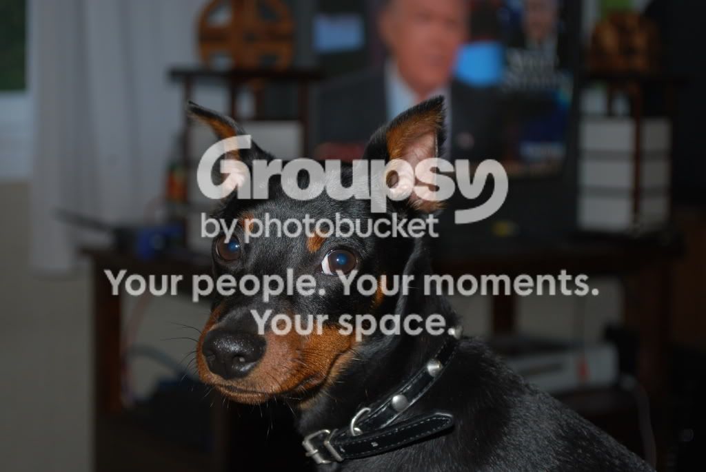 Puppy132.jpg