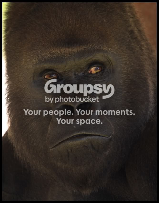 gorilla.jpg