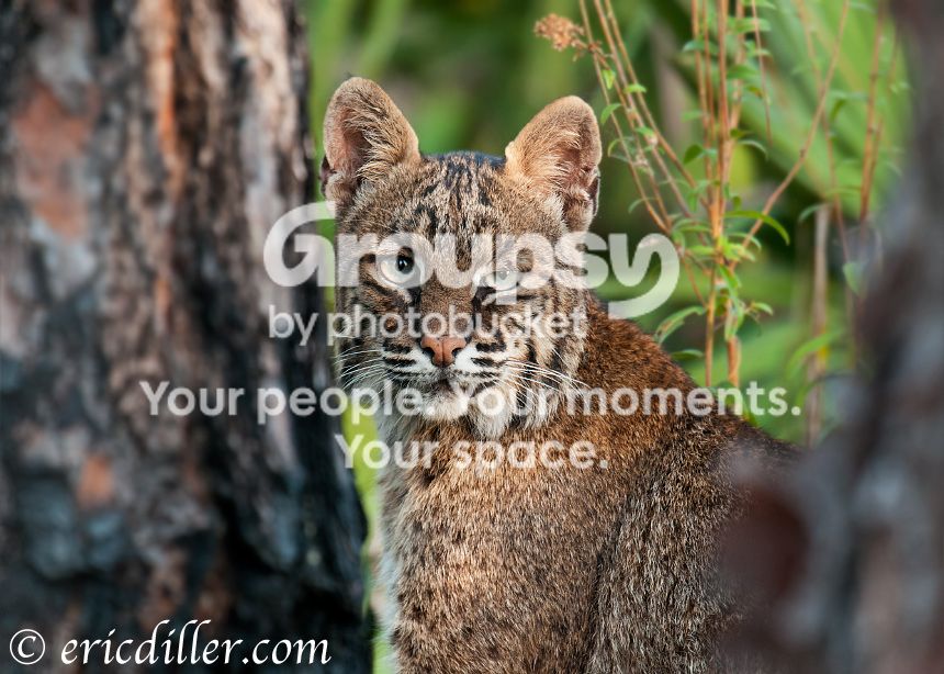 _ECD3304-copy860.jpg