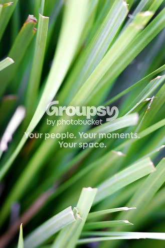 grass-sm.jpg