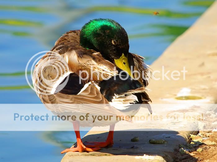 DUCKS5.jpg