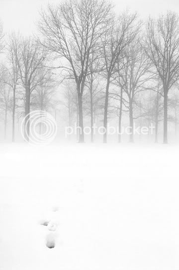 winterfog1.jpg