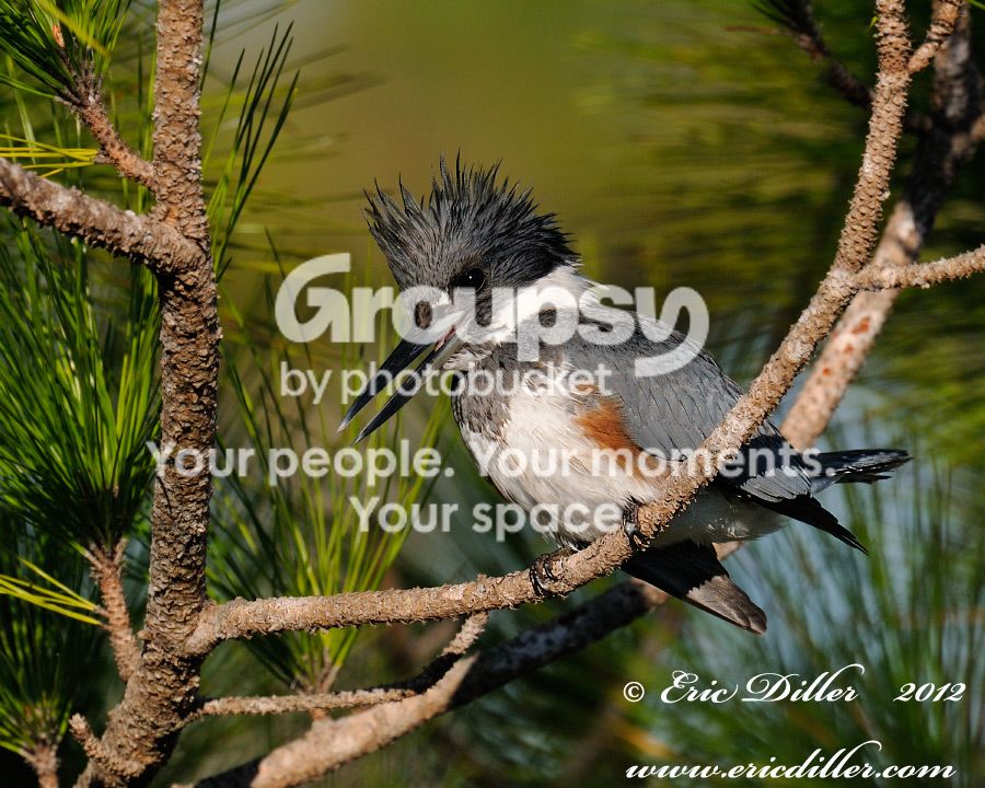 _ECD6773nxcopy900.jpg