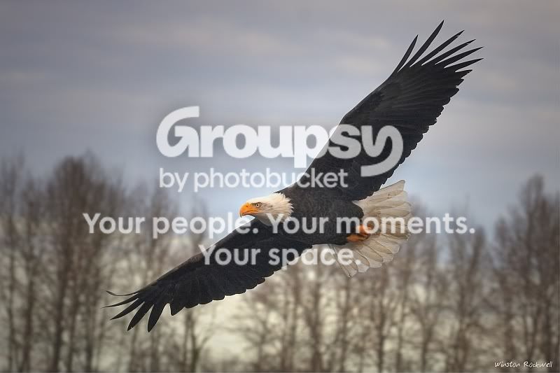 EagleFlightsm.jpg