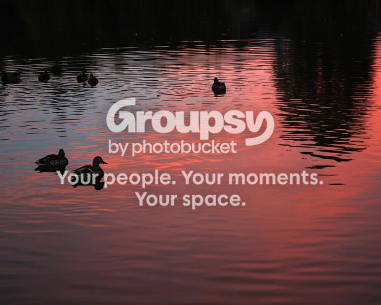 duckies.jpg