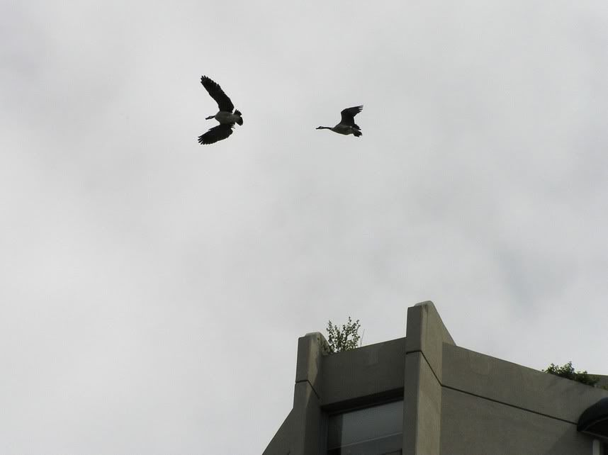 P5090790-1.jpg
