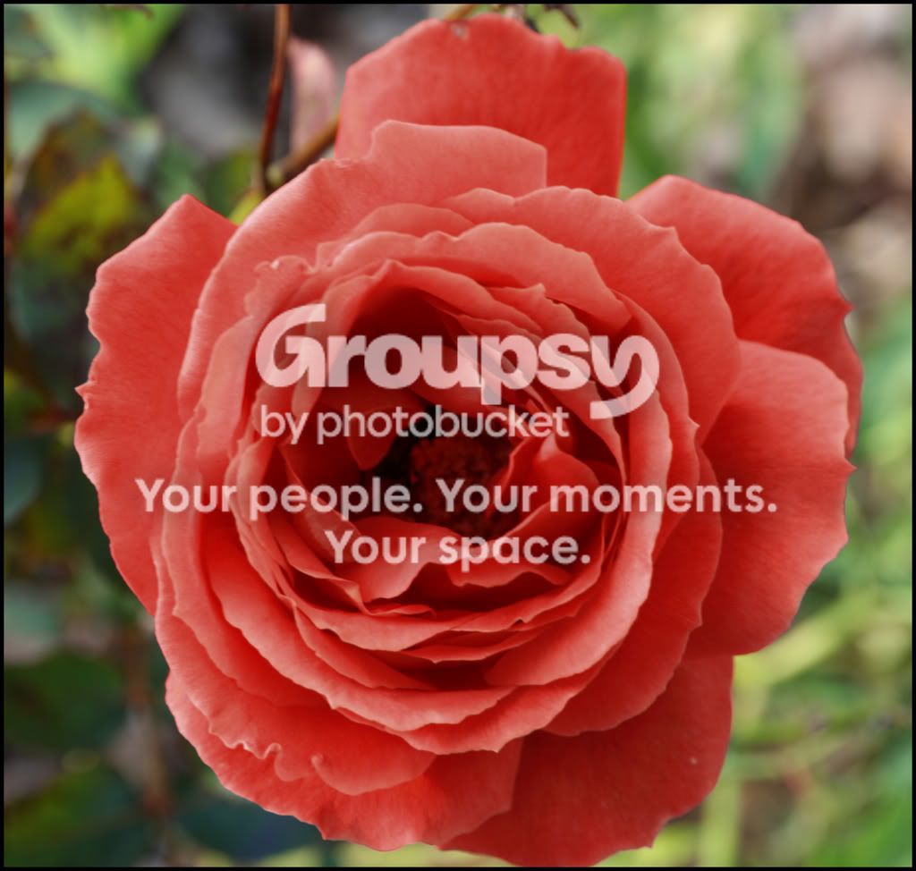 rose.jpg
