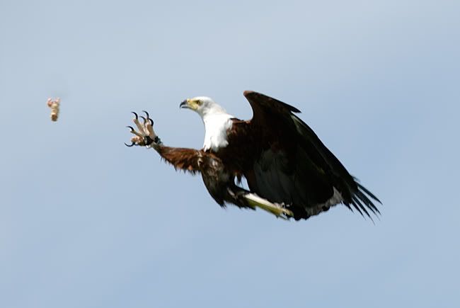 _D2N8335_catch.jpg