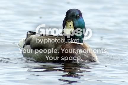 Duck3.jpg