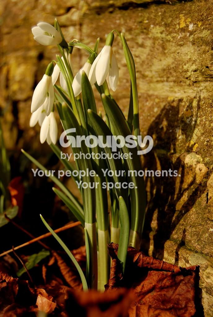 Snowdrop.jpg