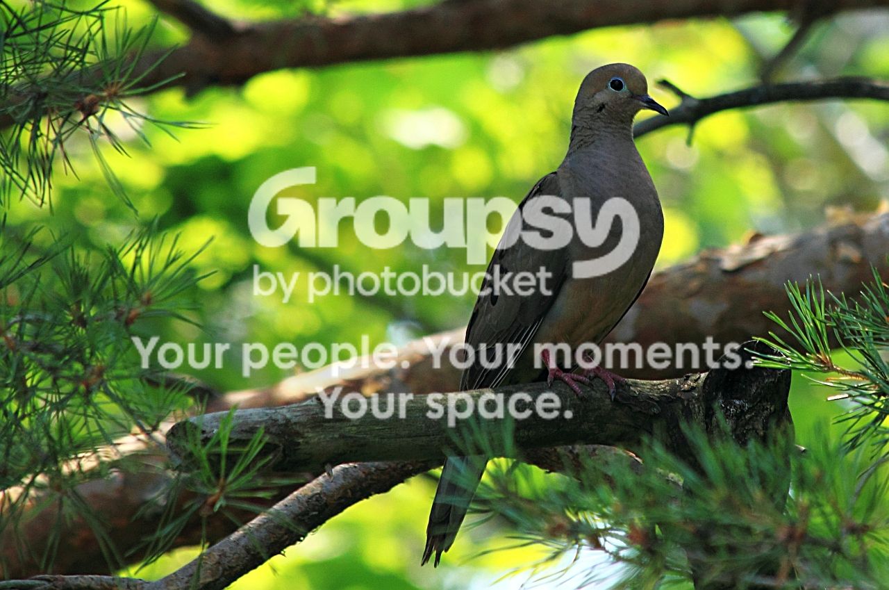 DoveCrop2rs.jpg