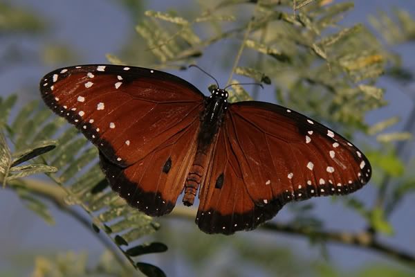 brown_4306_filteredshare.jpg