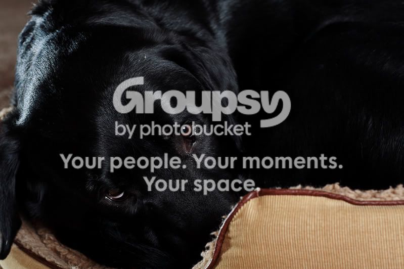 DogPortrait6.jpg