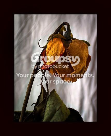 beautifulorangerosesmall.jpg