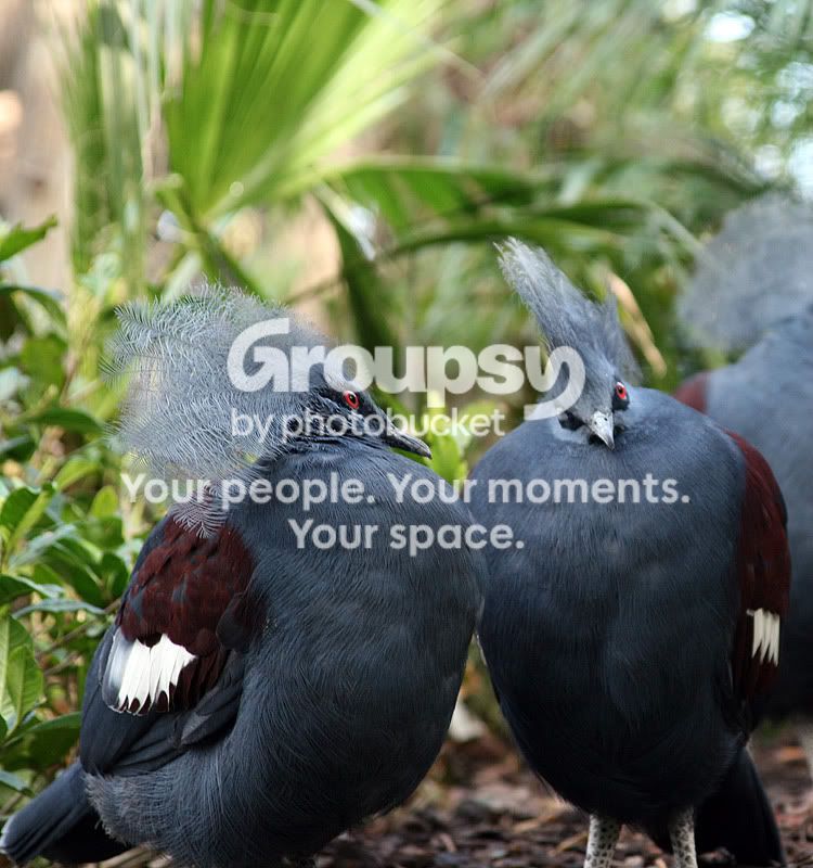 bird2.jpg