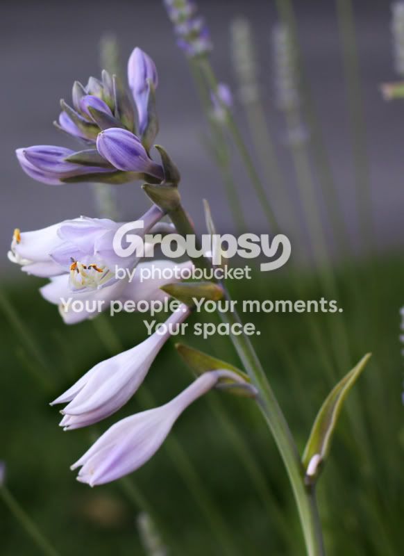 flower.jpg