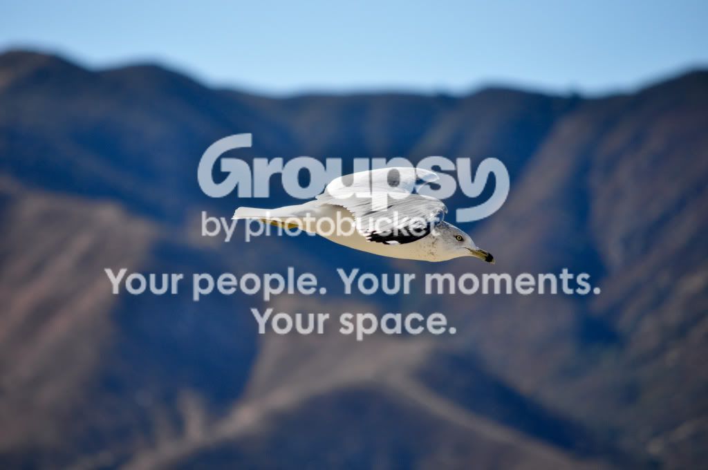 bird2of1.jpg