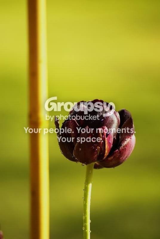 flower.jpg