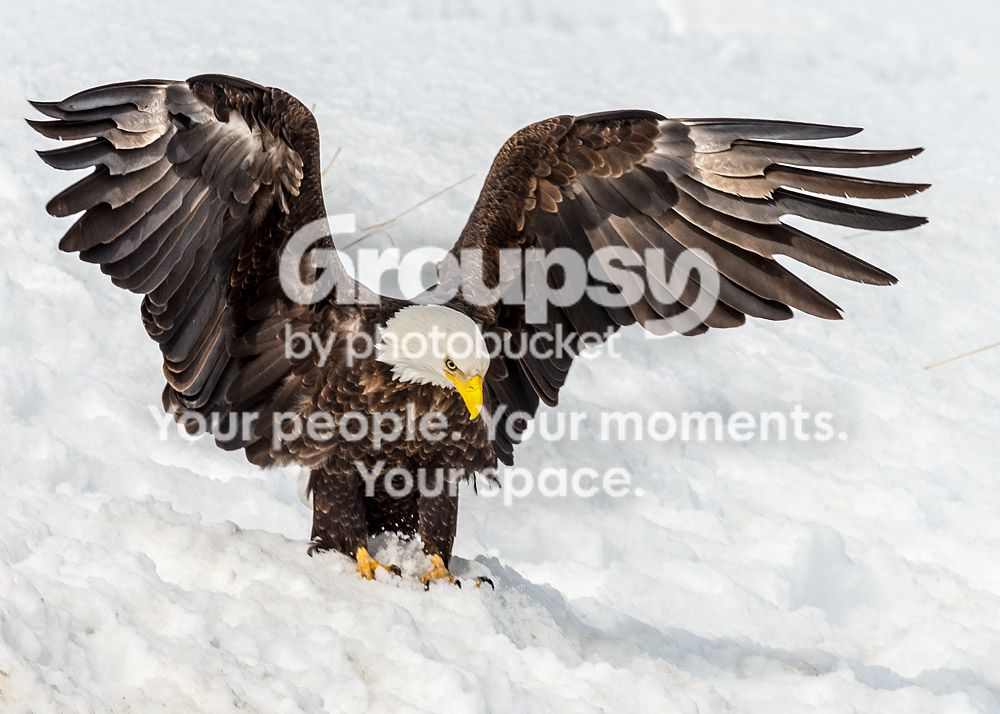 6eagles_zps54c744c5.jpg