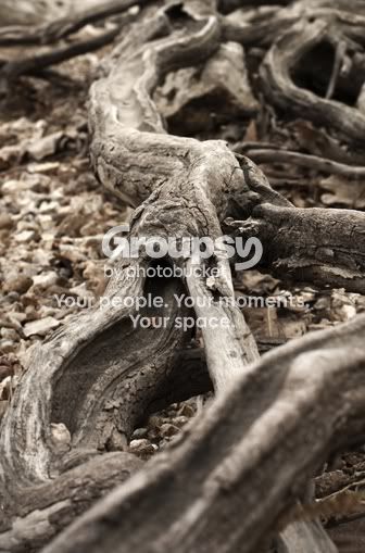 Branson002-1.jpg