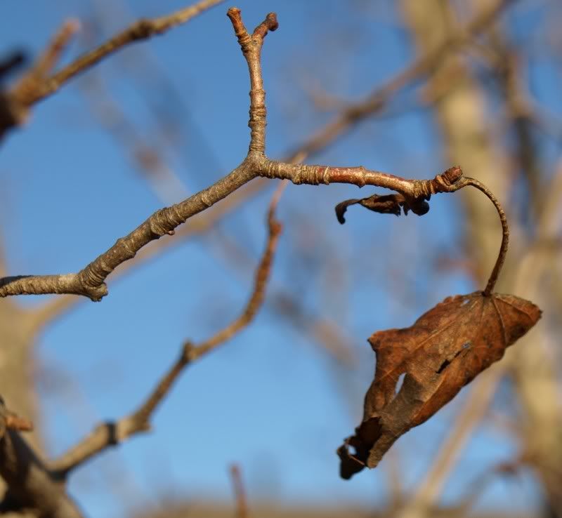leaf1.jpg