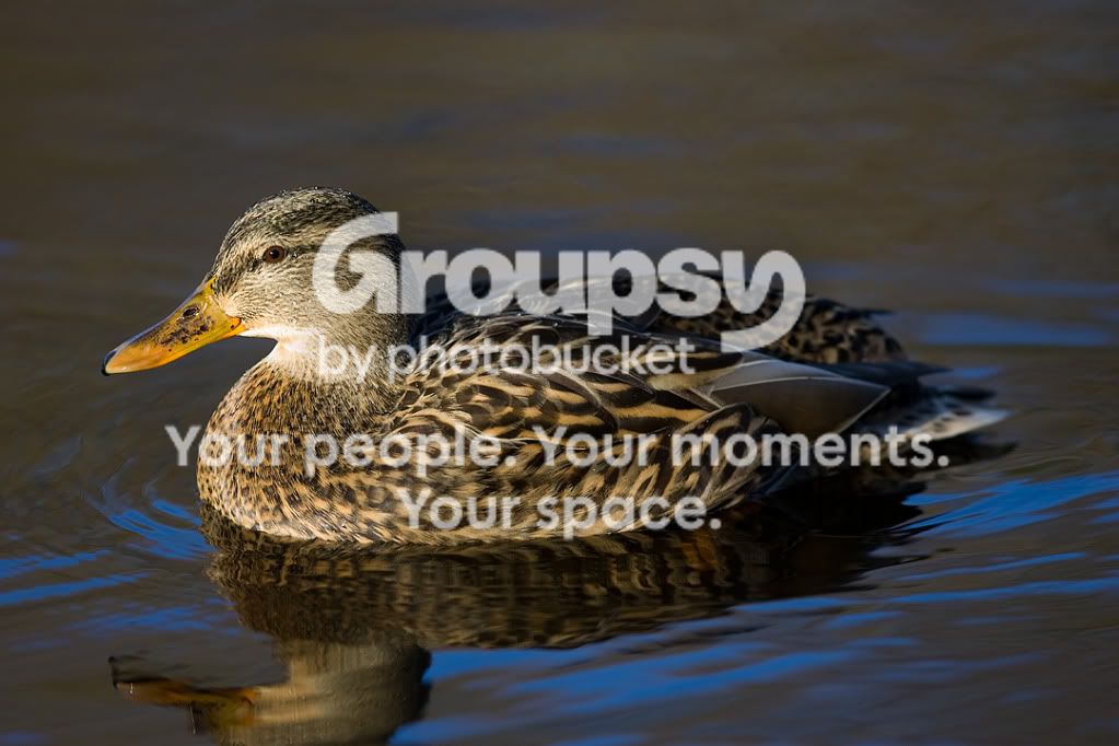 _H0X3871.jpg