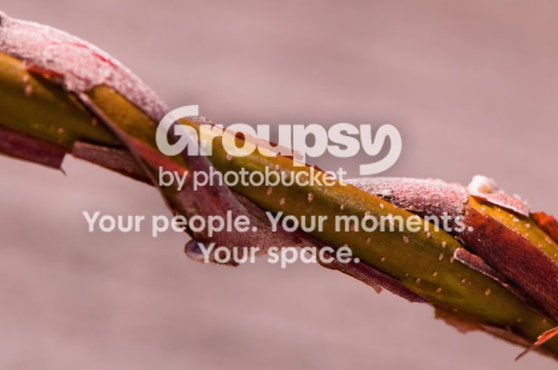 Vine-105.jpg