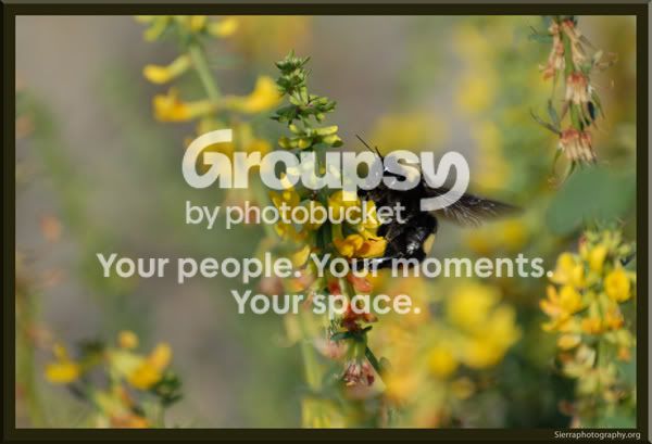 bigbeesm.jpg